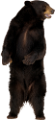 medve_131