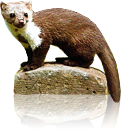 nyest_17.png