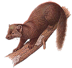 nyest_18.png