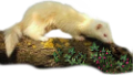 nyest_15