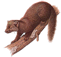 nyest_18