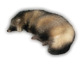 nyest_8