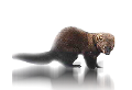nyest_9