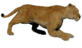 oroszlan_235