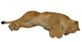 oroszlan_236