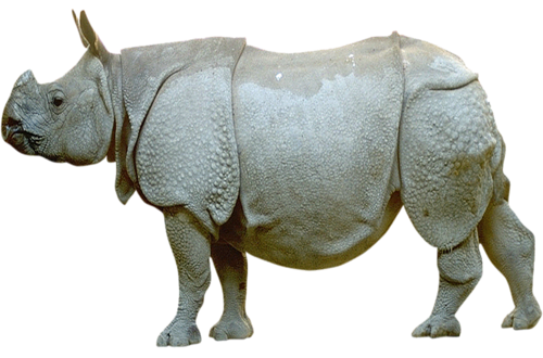 orrszarvu_11.png