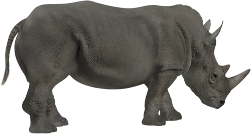 orrszarvu_12.png