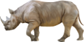 orrszarvu_13