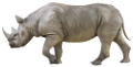 orrszarvu_9