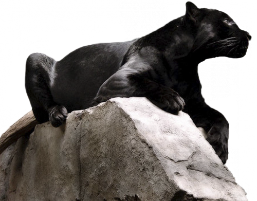 parduc_12.png