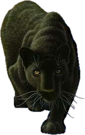 parduc_14.png