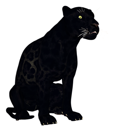parduc_5.png