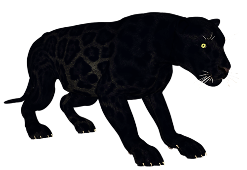 parduc_6.png