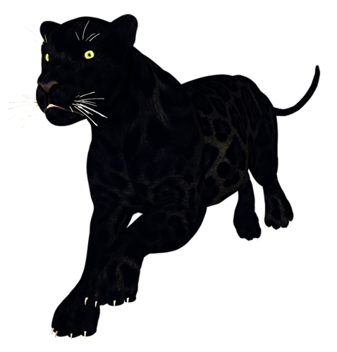 parduc_7.png