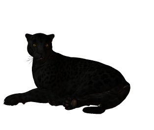 parduc_9.png