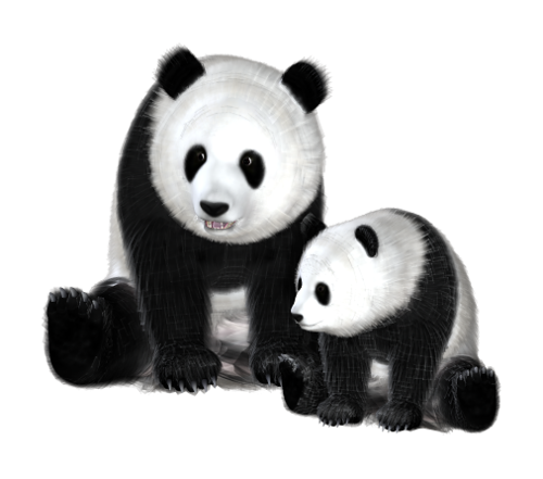 panda_12.png