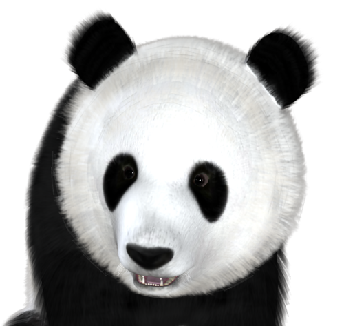 panda_13.png