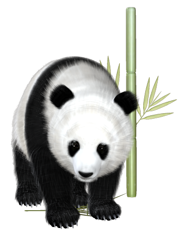 panda_15.png