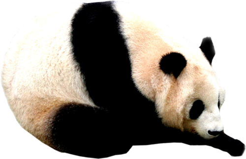 panda_19.png