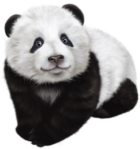 panda_4.png