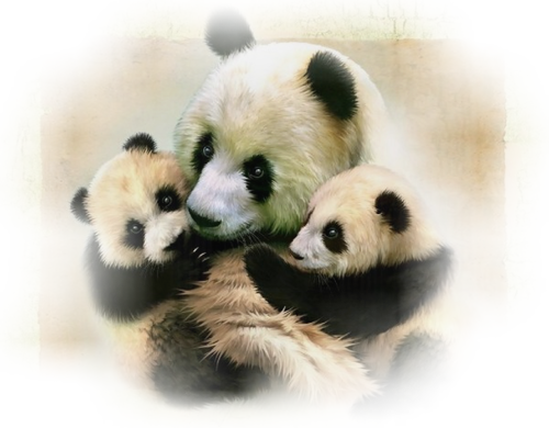 panda_7.png