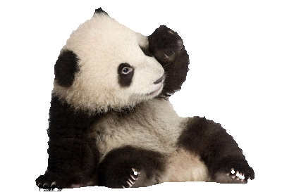 panda_9.png