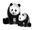 panda_12