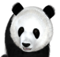 panda_13