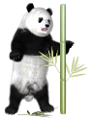 panda_14
