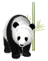 panda_15