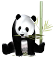 panda_16