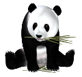 panda_17