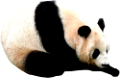 panda_19