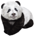 panda_4