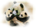 panda_7
