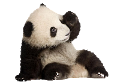 panda_9