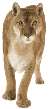 puma_1.png