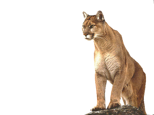 puma_13.gif