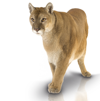 puma_2.png