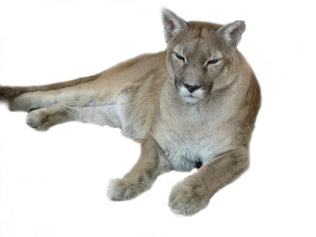 puma_3.png