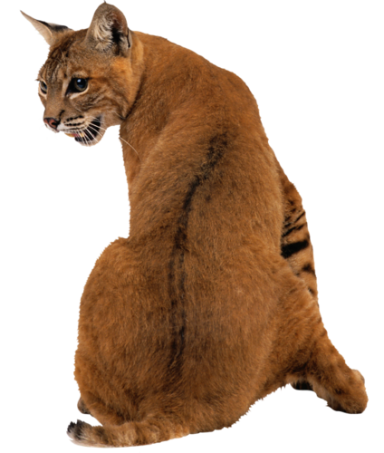 puma_9.png