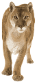 puma_1