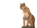 puma_13