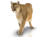 puma_2