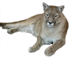 puma_3