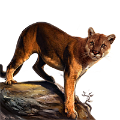 puma_6