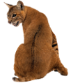 puma_9