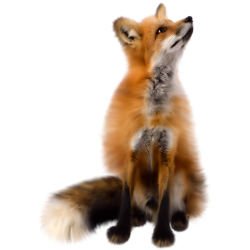 roka_102.png