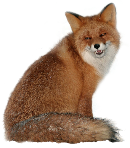 roka_104.png