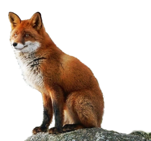 roka_107.png
